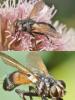 Cylindromyia sp.